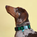 Collar adorable verde nacional Wawaw para mascotas perros y gatos.