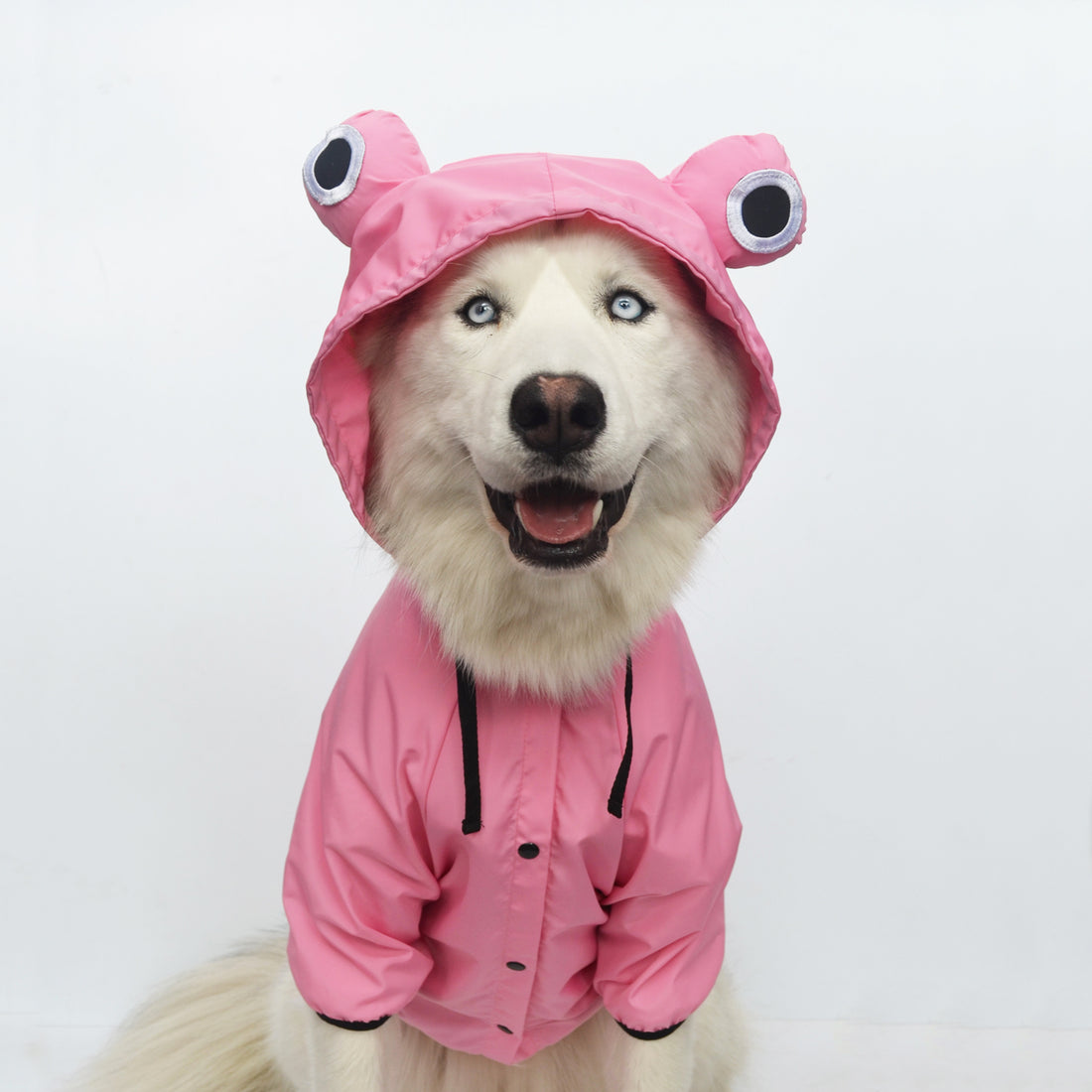 Chaqueta cortavientos rana rosa Wawaw para mascotas perros y gatos.