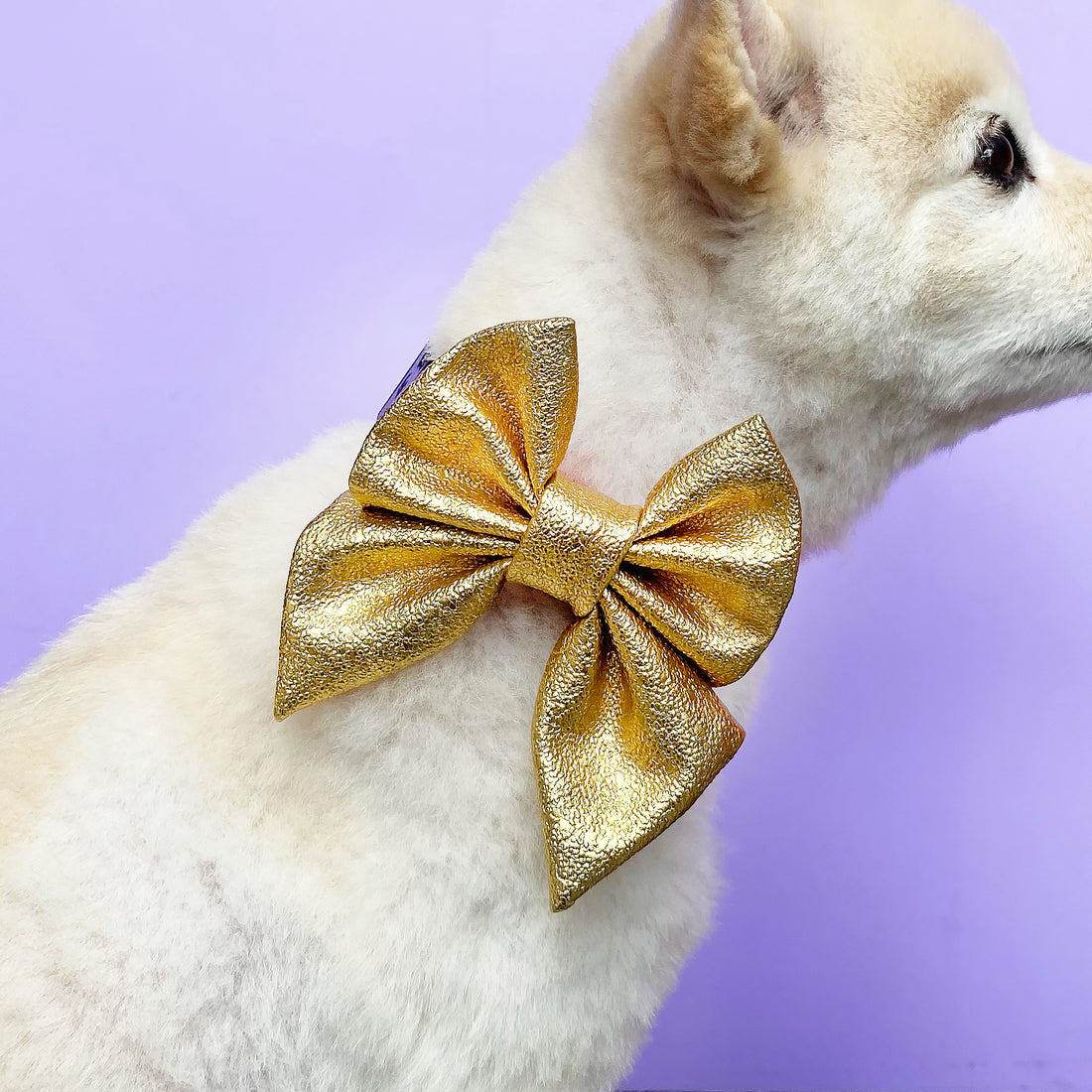 Lazo dorado Navidad Wawaw para mascotas perros y gatos.