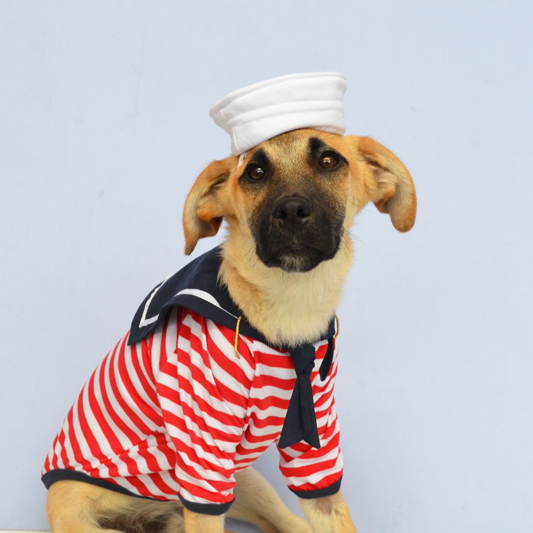 Disfraz de marinero de Halloween para mascotas perros y gatos de todas las razas y tamaños.
