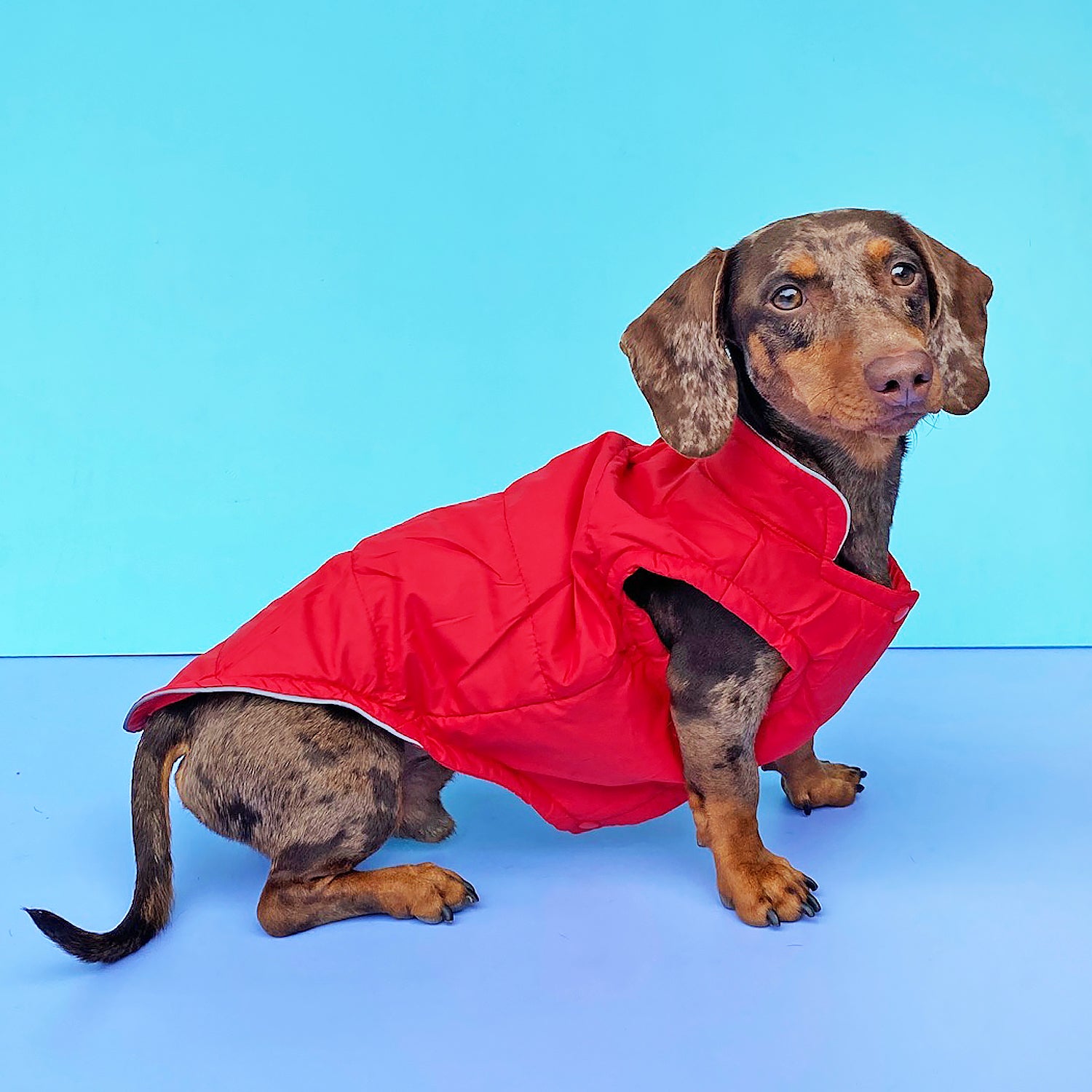 Perro Salchicha Chubasquero Para Teckel Chaleco Rojo Para Perros Y