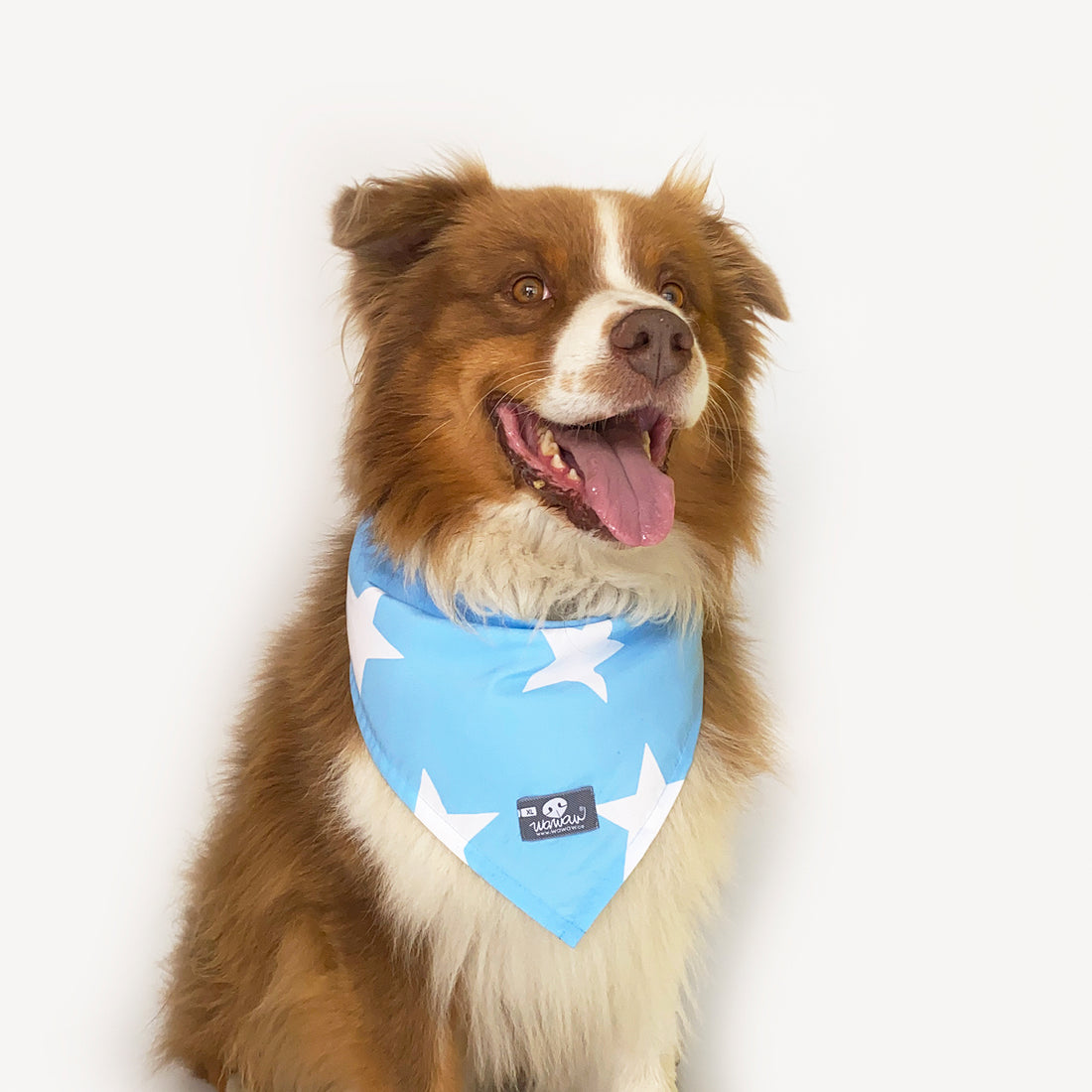 Pañoleta celeste estrellas blancas Wawaw para mascotas perros y gatos.