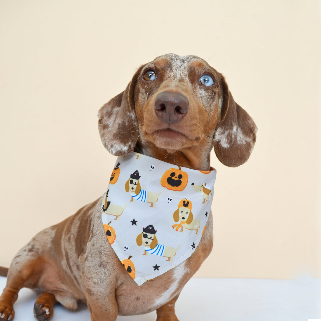 Pañoleta, pañuelo o bandana crema para mascotas perros y gatos de todas las razas y tamaños.