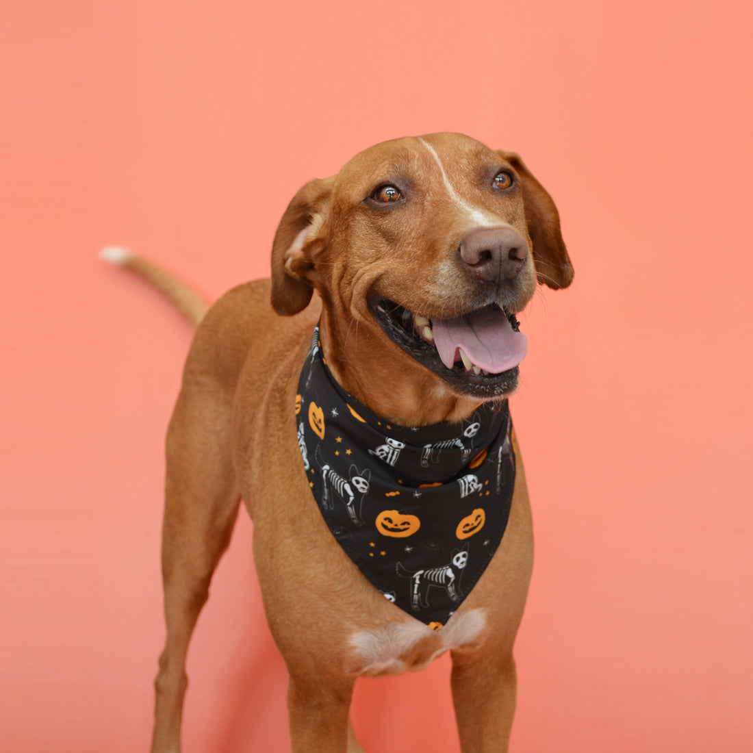 Pañoleta, pañuelo o bandana naranja para mascotas perros y gatos de todas las razas y tamaños.
