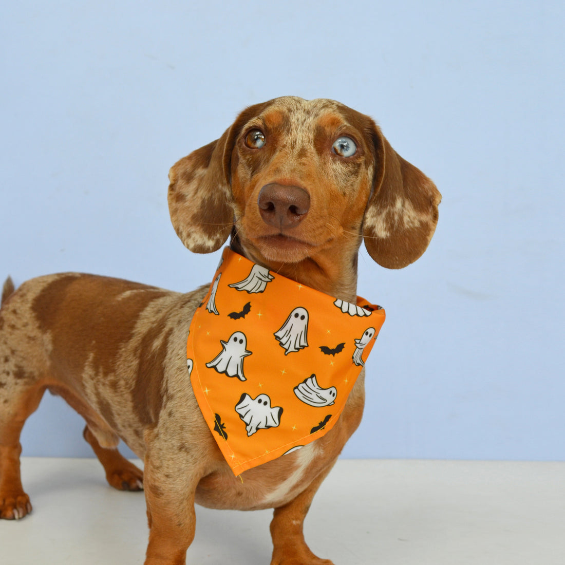 Pañoleta, pañuelo o bandana naranja para mascotas perros y gatos de todas las razas y tamaños.