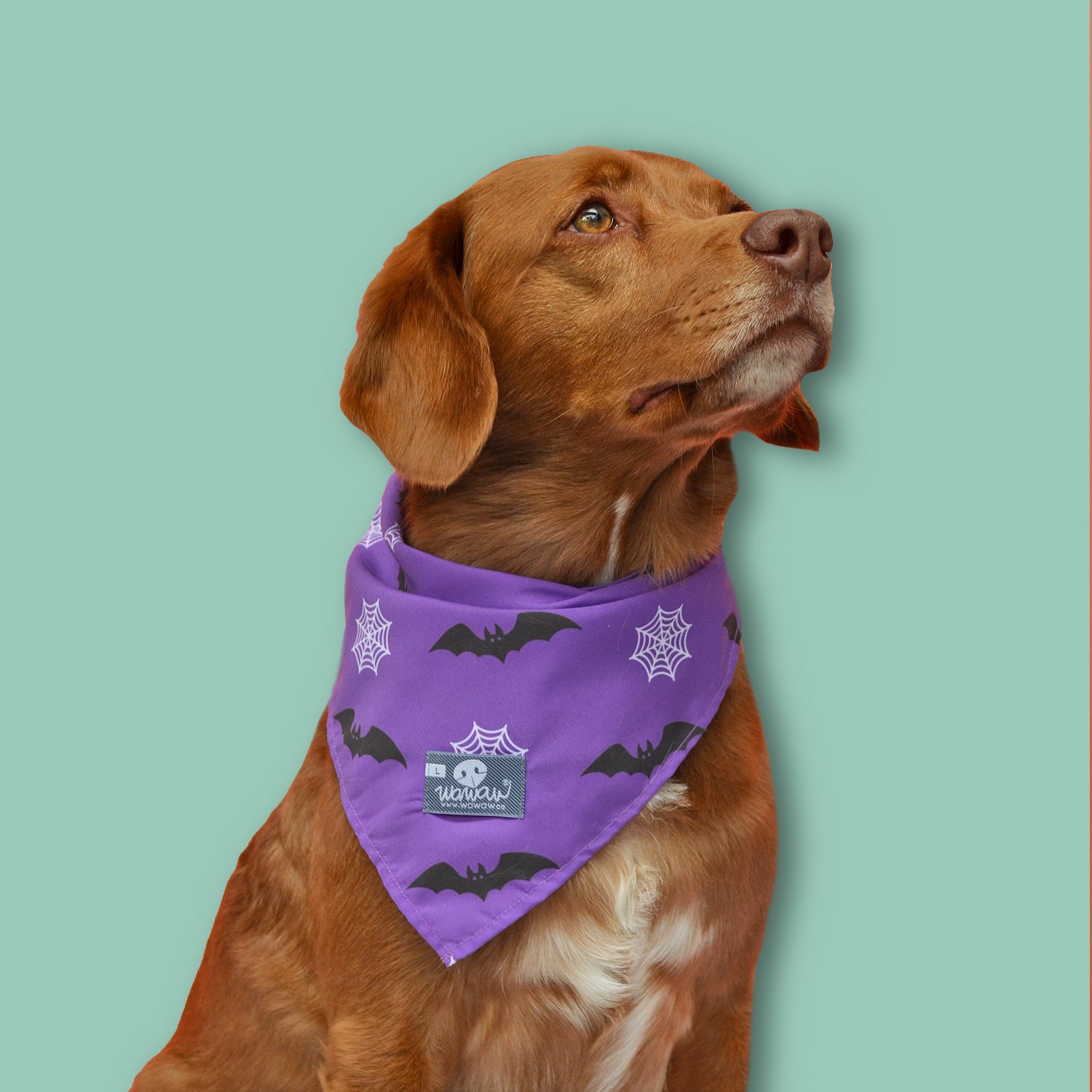 Pañoleta morada murciélagos y telarañas