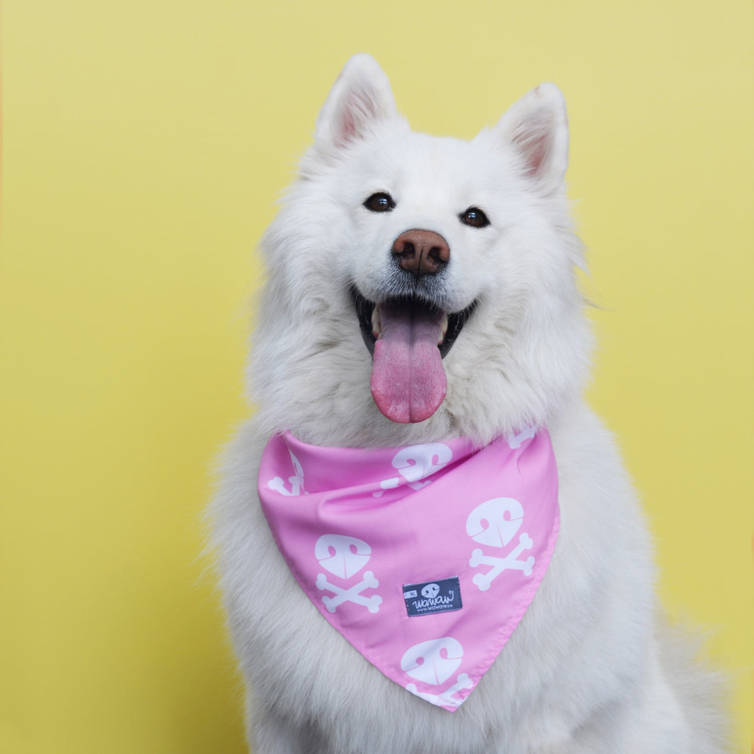 Pañoleta rosa calaveras blancas Wawaw para mascotas perros y gatos.