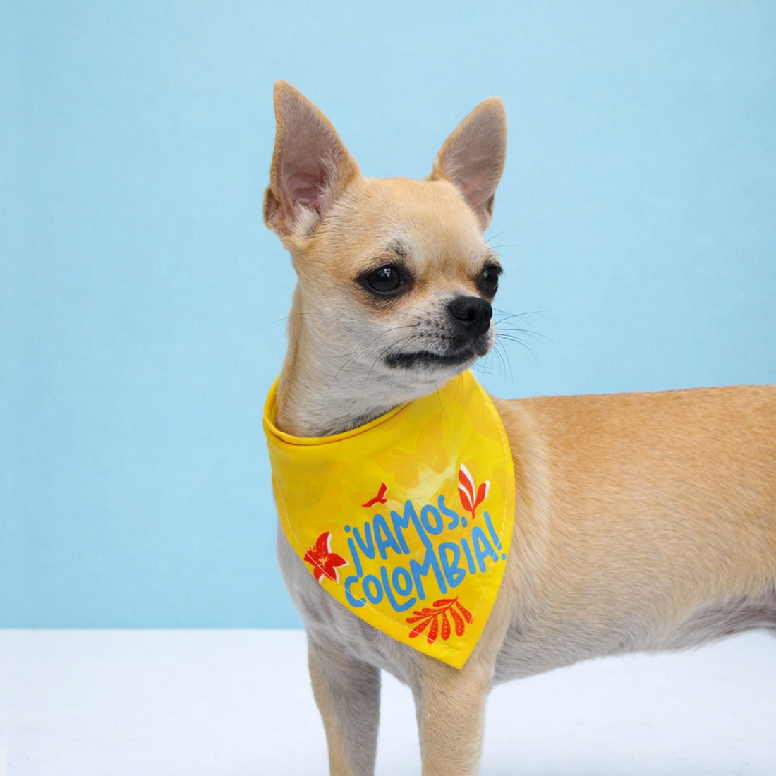 Pañoleta amarilla ✧ Vamos, Colombia.