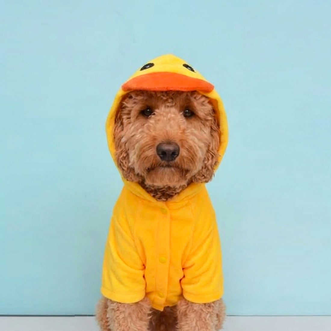 Saco de pato amarillo de Halloween para mascotas perros y gatos de todas las razas y tamaños.
