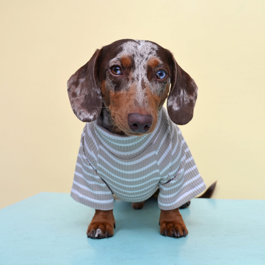 Saco cuello tortuga rayas blanco y habano Wawaw para mascotas perros y gatos.