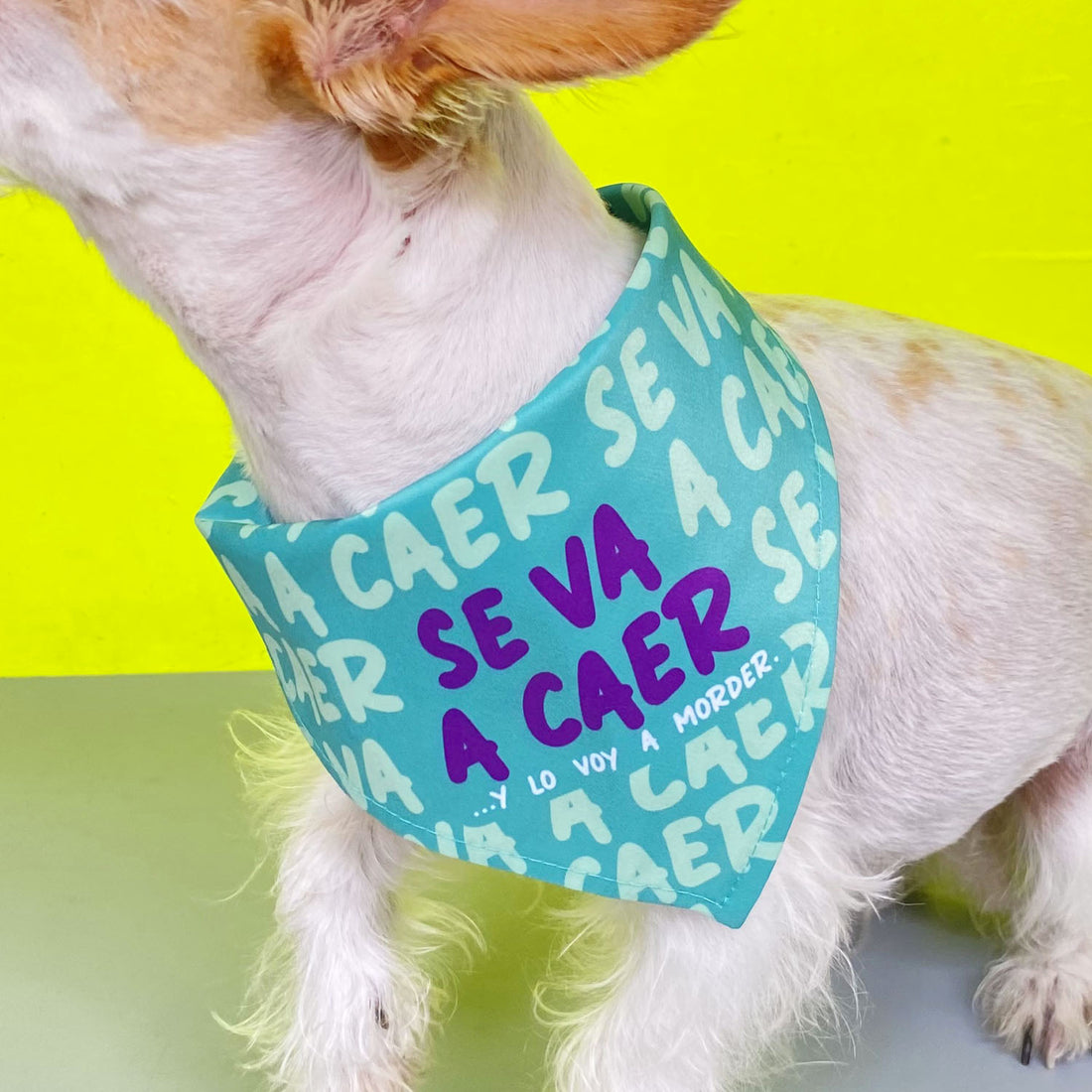 Pañoleta se va a caer 8M Wawaw para mascotas perros y gatos.