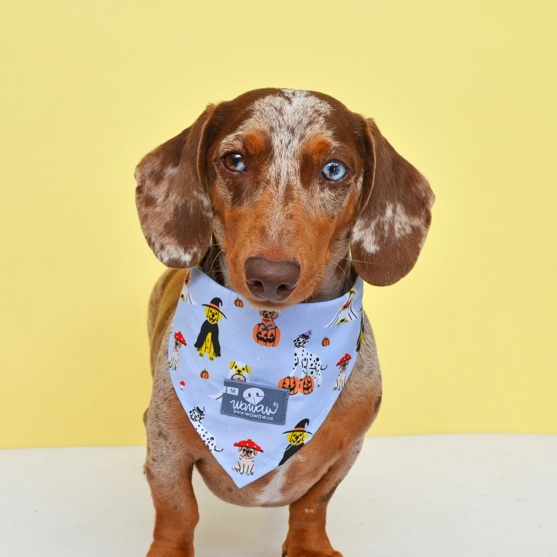 Pañoleta, pañuelo o bandana lila para mascotas perros y gatos de todas las razas y tamaños.