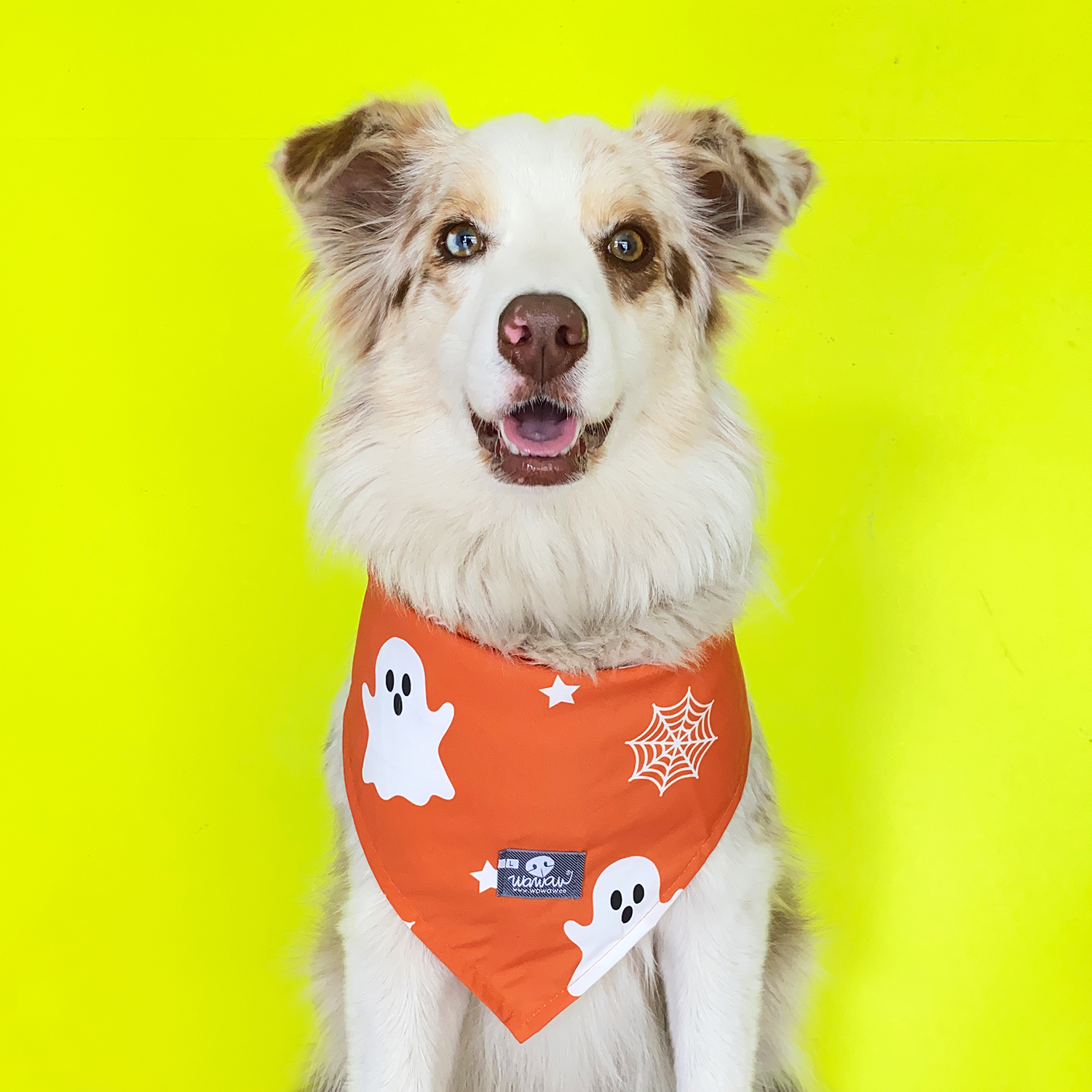Pañoleta Halloween fantasmas - Ropa y accesorios para mascotas perros y  gatos